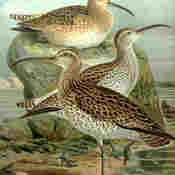 Slender-billed Curlew